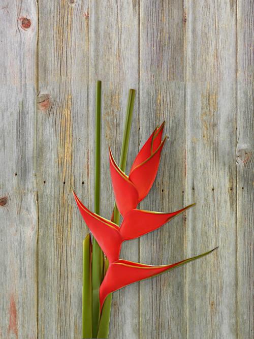 IRIS  RED HELICONIA